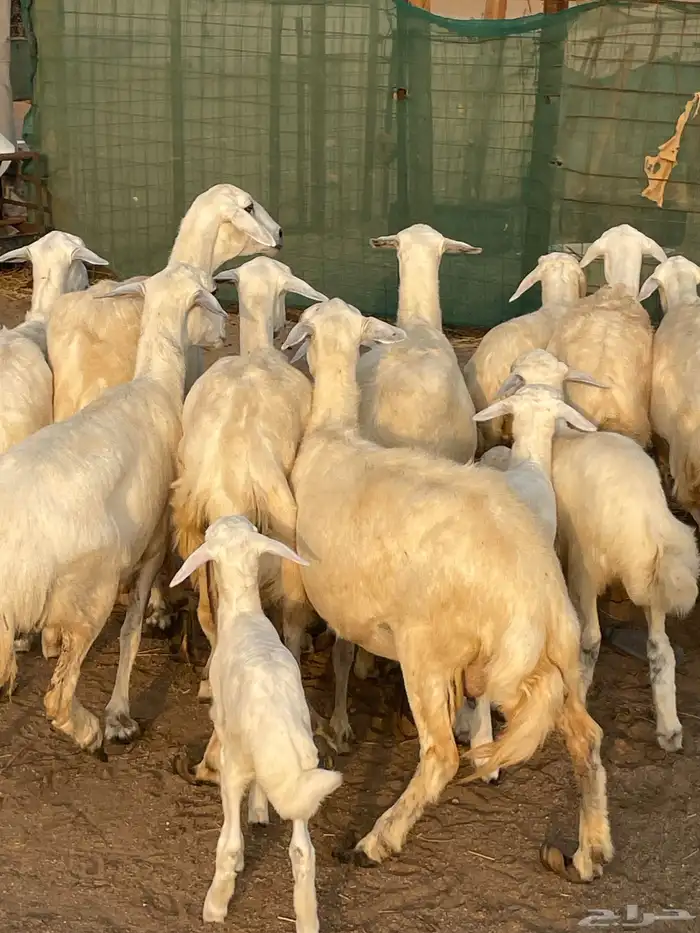 نعاج خلفات 5