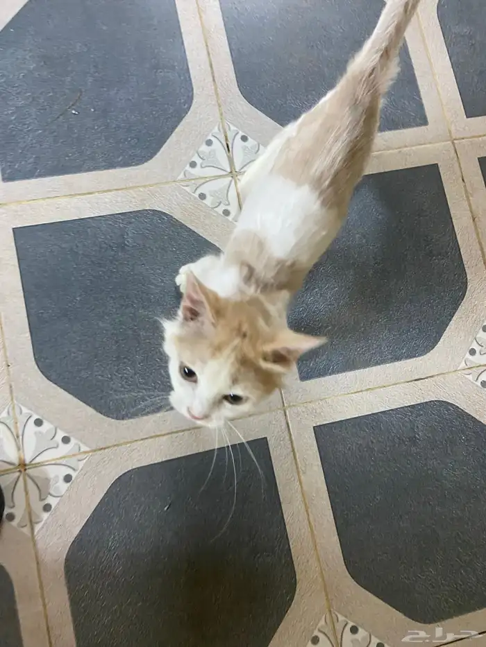 قط للتبني 2