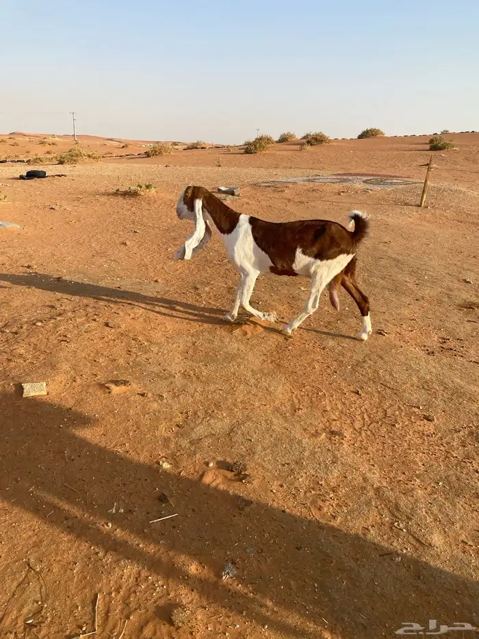 عنز هولنديه خصم دافع 1