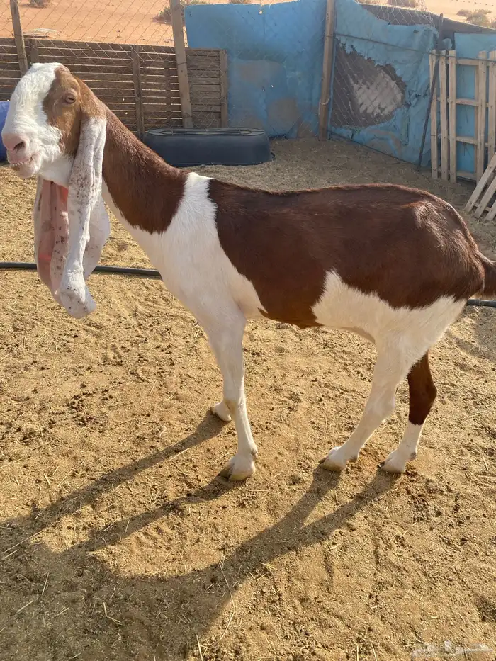 عنز هولنديه خصم دافع 4