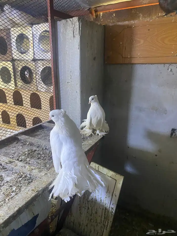 حمام زينه عشه كامله للبدل فقط 1