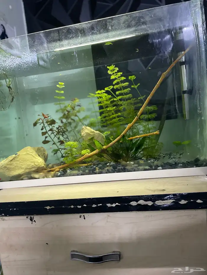 حوض شريمب وسمك مزروع 3