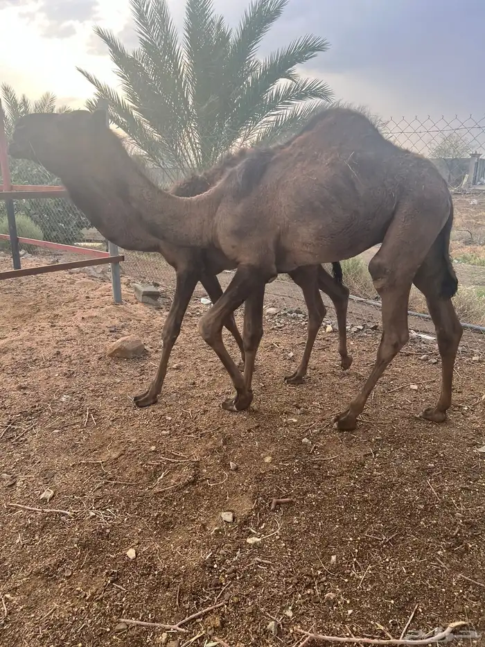 قعود موزع على ارباع واثمان 0