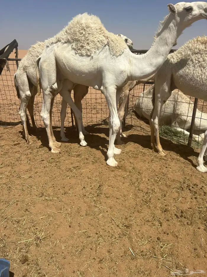 للبيع الحوار الطايش 1