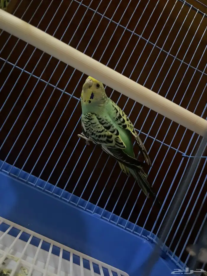 ببغاء Budgerigar 3