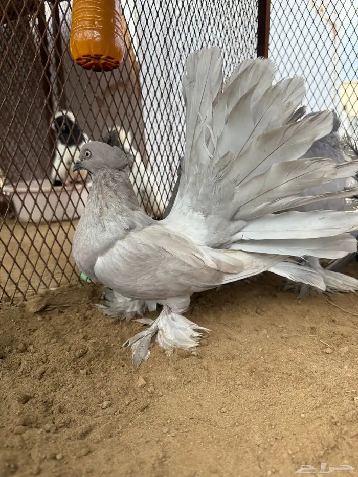 مجموعة رقاص أمريكي استاندر 3