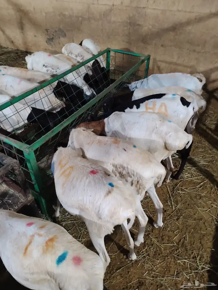 التفريد والجمله طلي بربري وتيوس 2