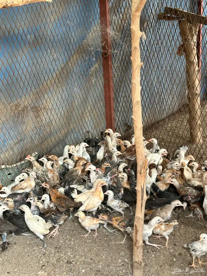فروخ دجاج وديوك بلدي وفيومي العمر شهرين 0