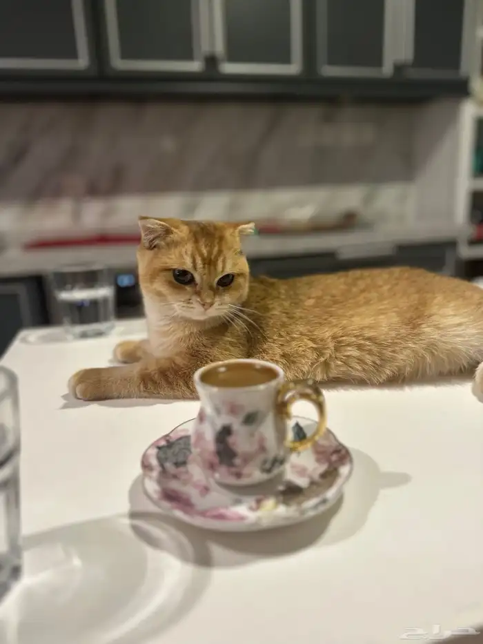 سكوتش فولد 3