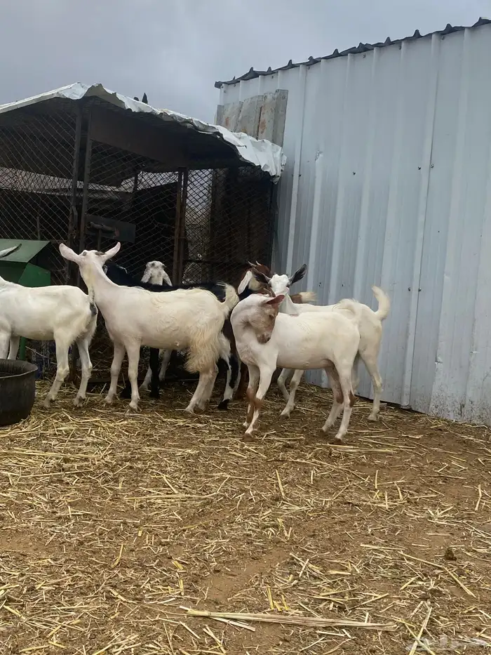 عناق للبيع 0