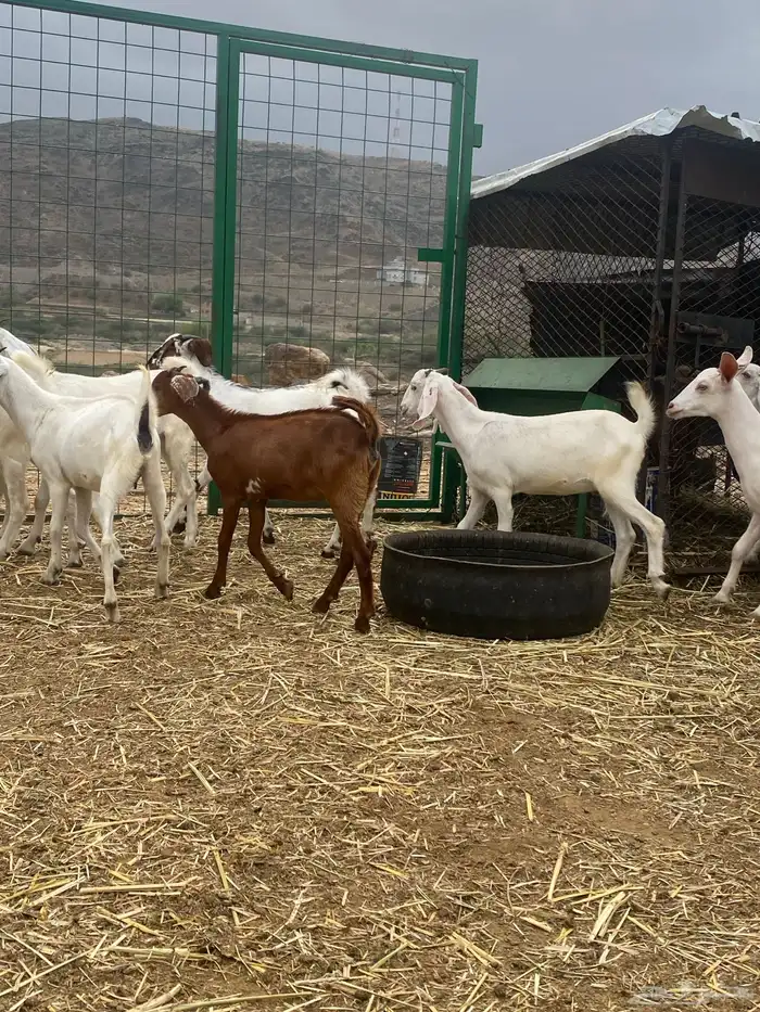 عناق للبيع 3