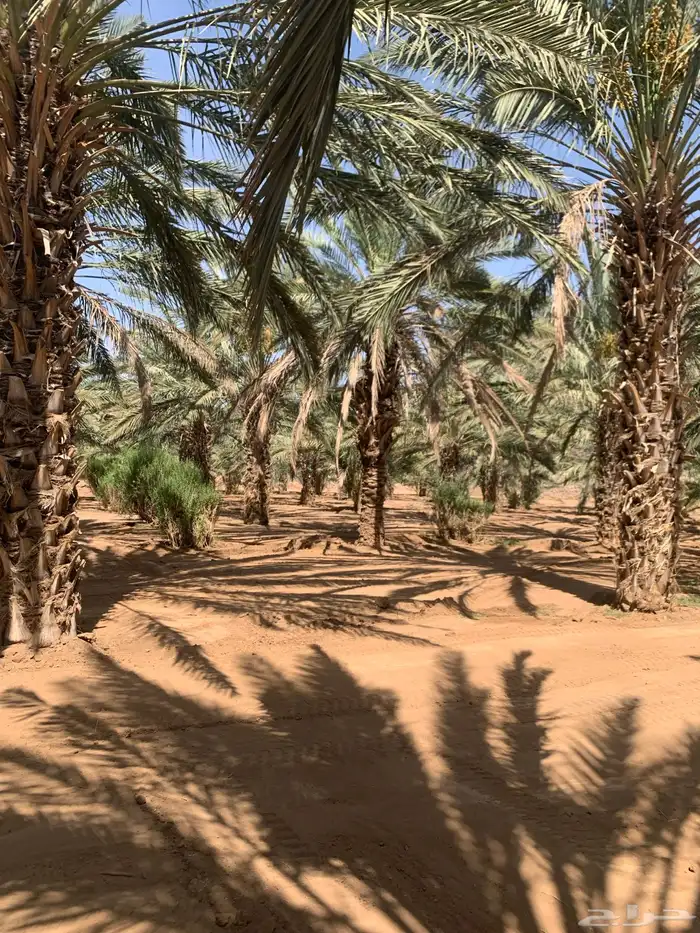 نخل متلبن من ثلاثه متر الى الربعه متر 4