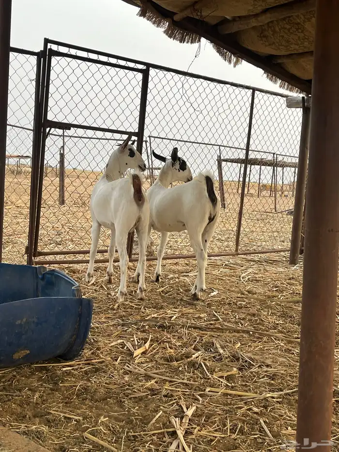 جفار بيشيات 5
