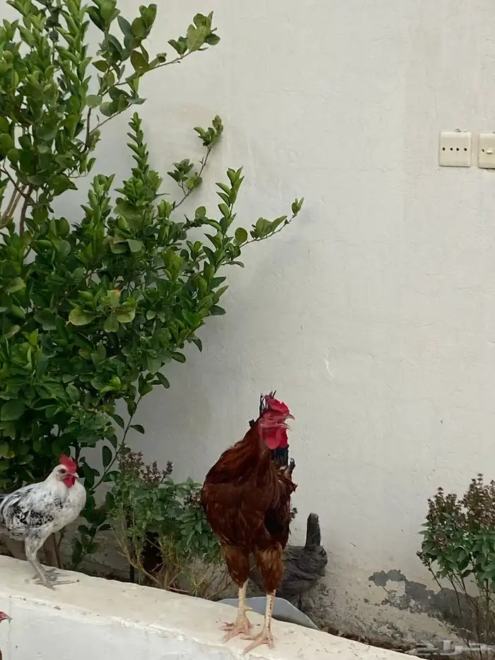 ديك مهجن باكستاني 1