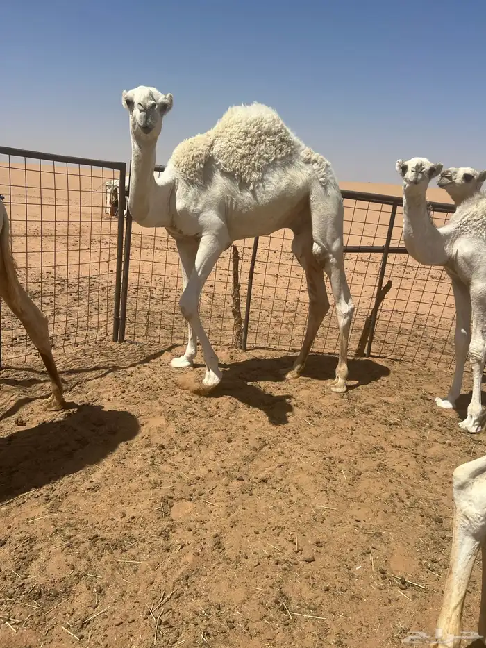 للبيع الحوار الطايش 4