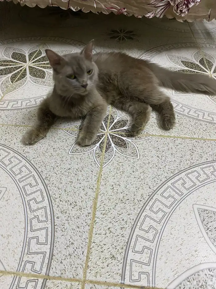 قطة للبيع 1