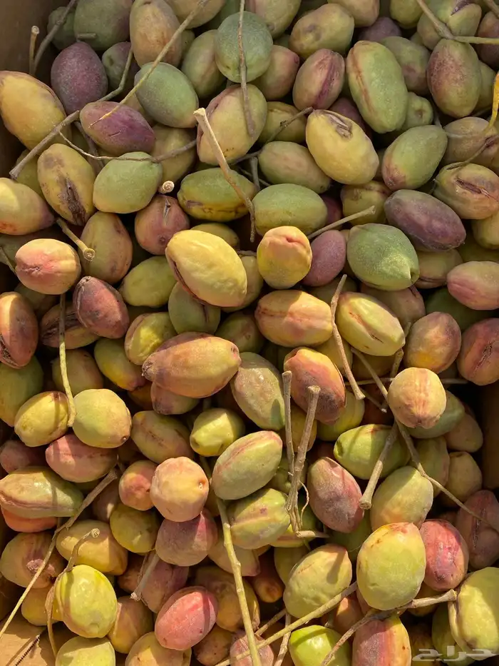 لوز قطيفي ( اصفر و احمر ) بالجملة 2