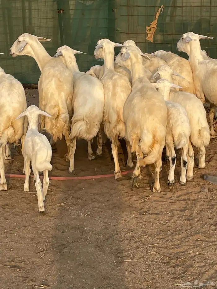 نعاج خلفات 2