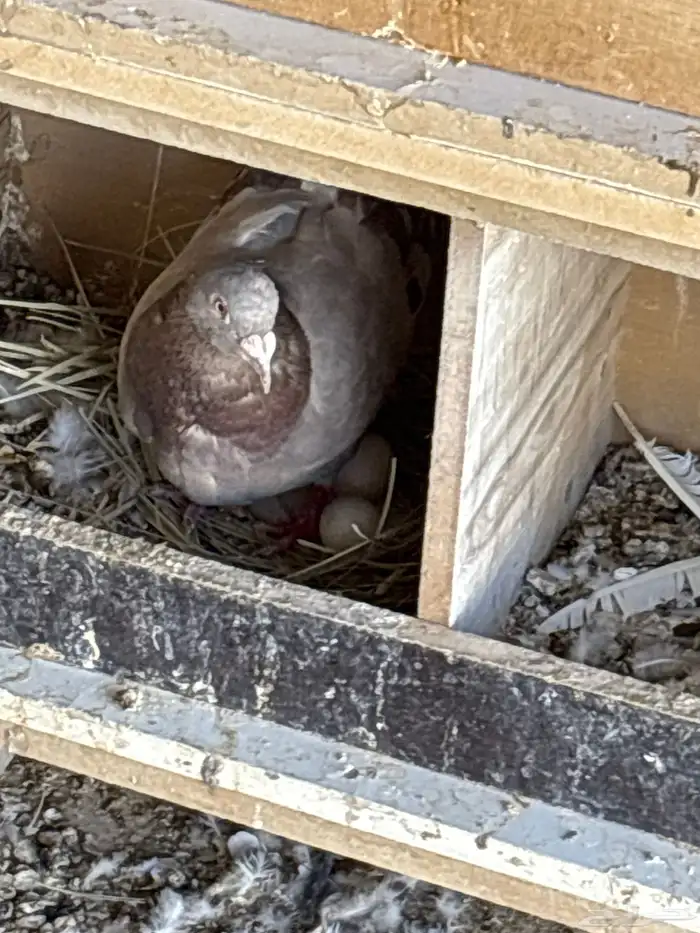 حمام سلفر حجم جامبو 73 جوز 13