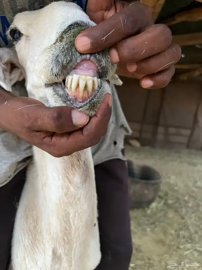 نعجه بولدها 0