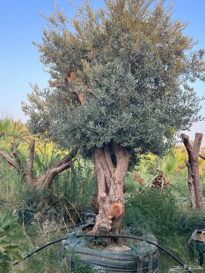 زيتون مراكن معمر 0