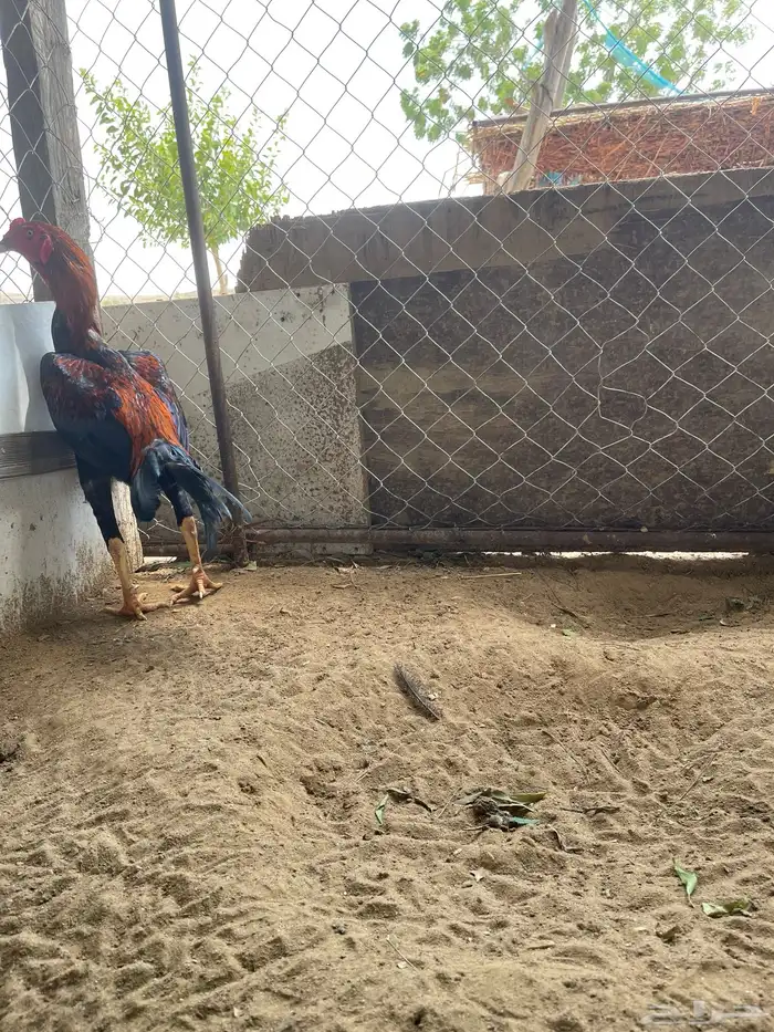 دجاج سندي بيور 4