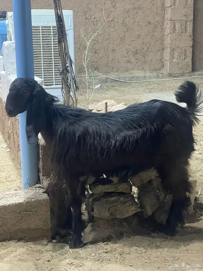 جفره قبرصيه أصيله 0
