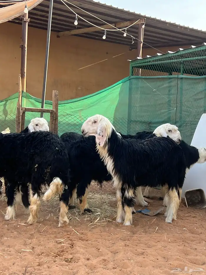 طليان نجد 0