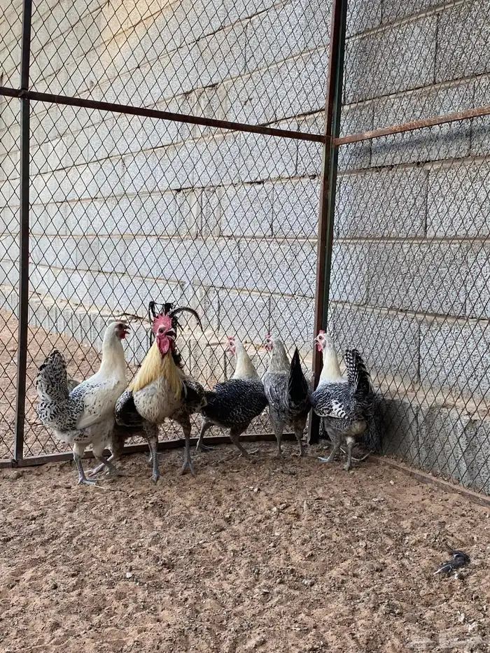 دجاج فيومي شبابي 3