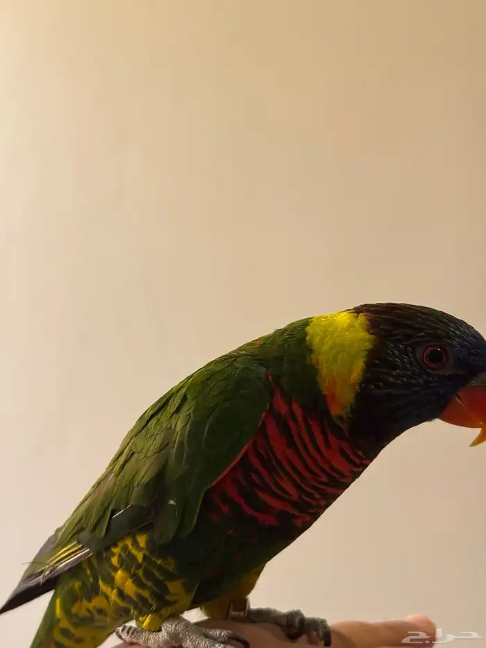 بغباء اللوري 4