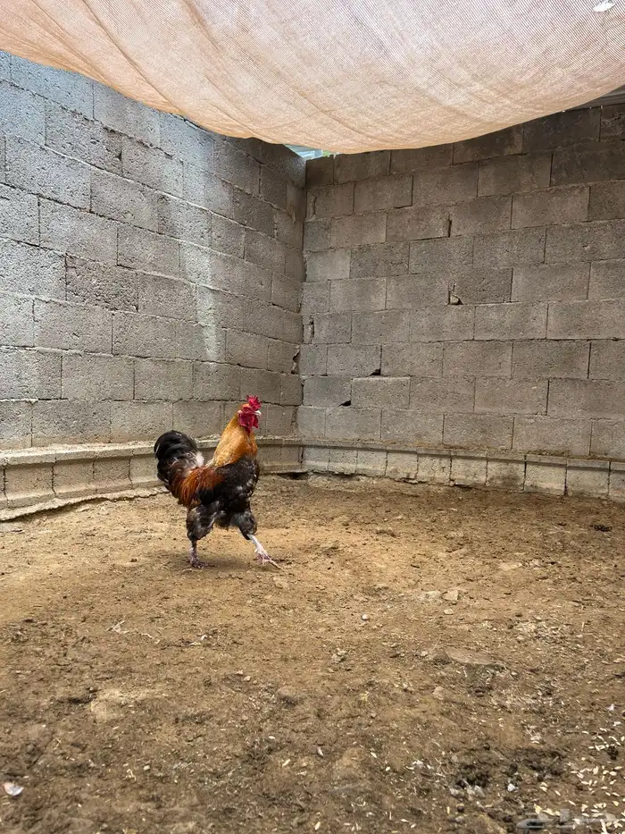 ديك مهجن برهماء 2