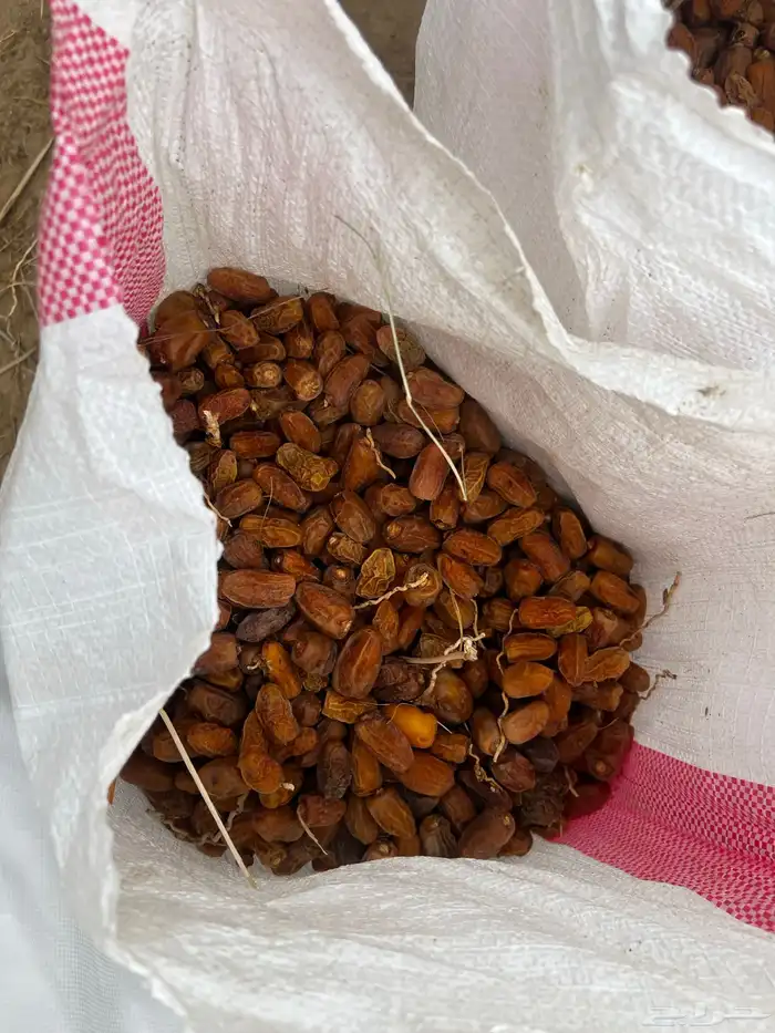 خرايط تمر الموقع بيشه 1