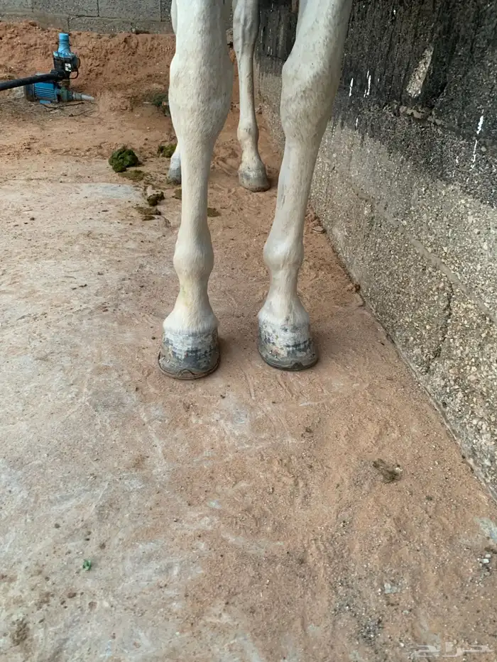 فرس شعبيه شيخه 5