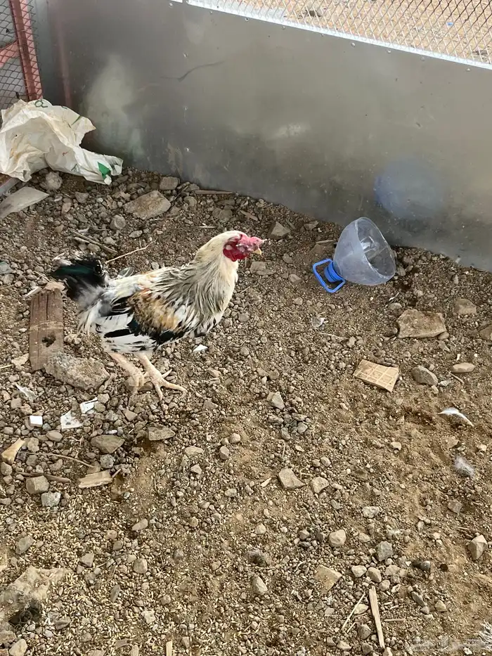 ديكه فرنسيه 7