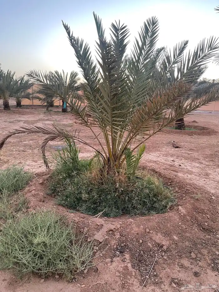 نخل نقايل عدد 16 بدون مقابل 25