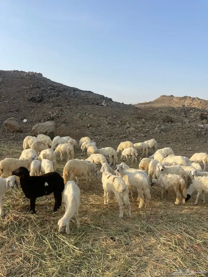 طليان ورخال حرية 1