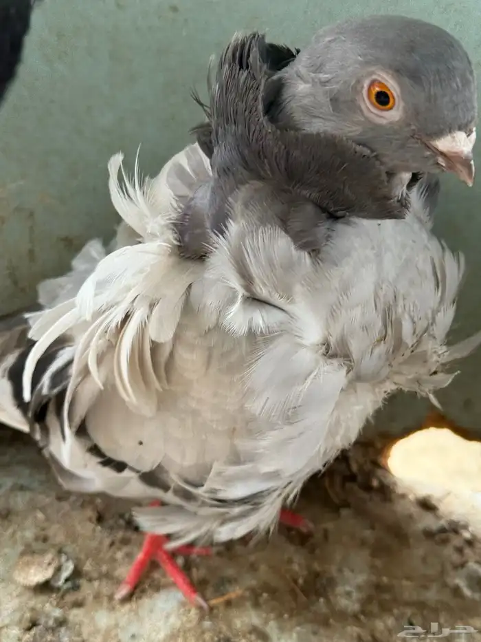حمام أزواج 0