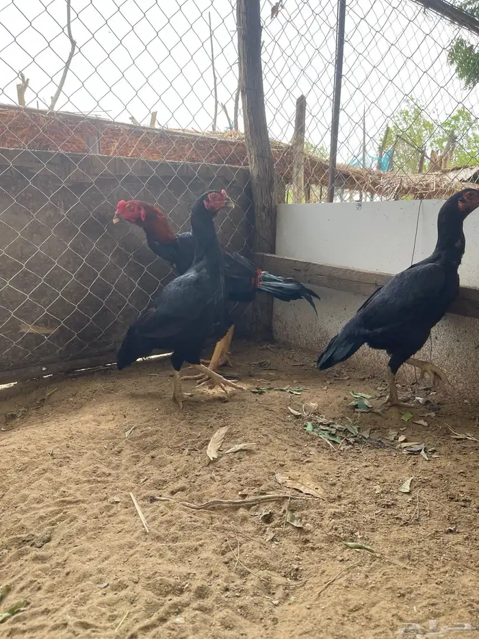 دجاج سندي بيور 5