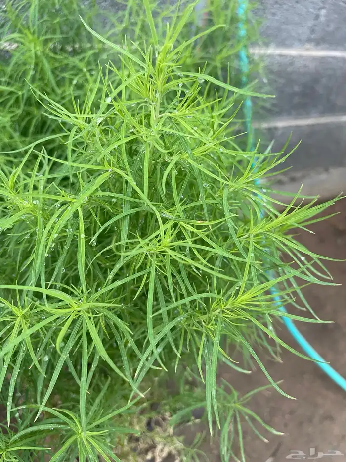 تصفيه على مجموعة اشجار 8