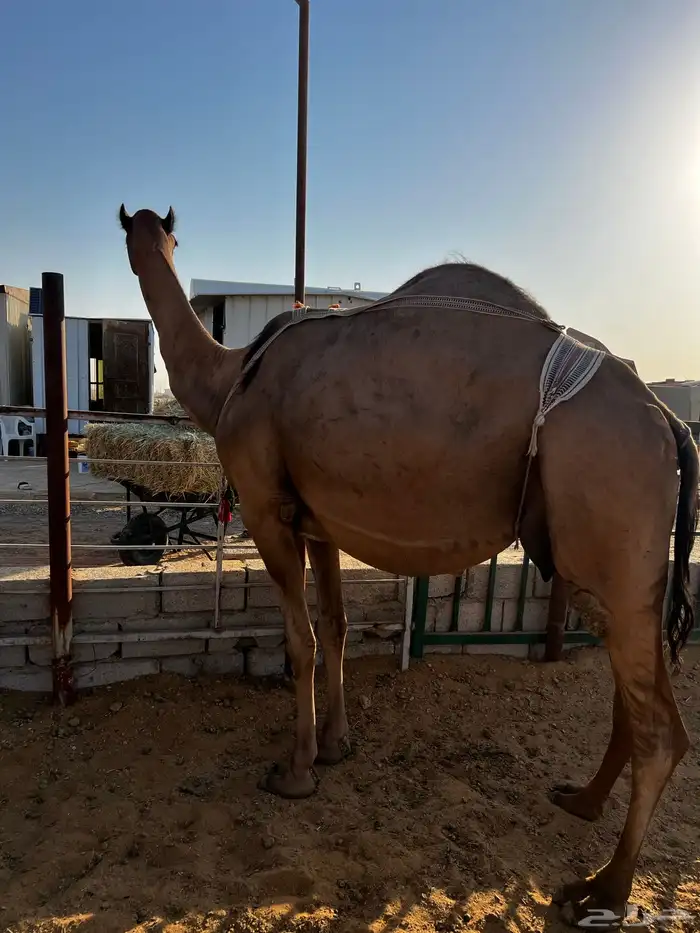 ناقه عشرا طيبه بالحيل تحتها بكره 1