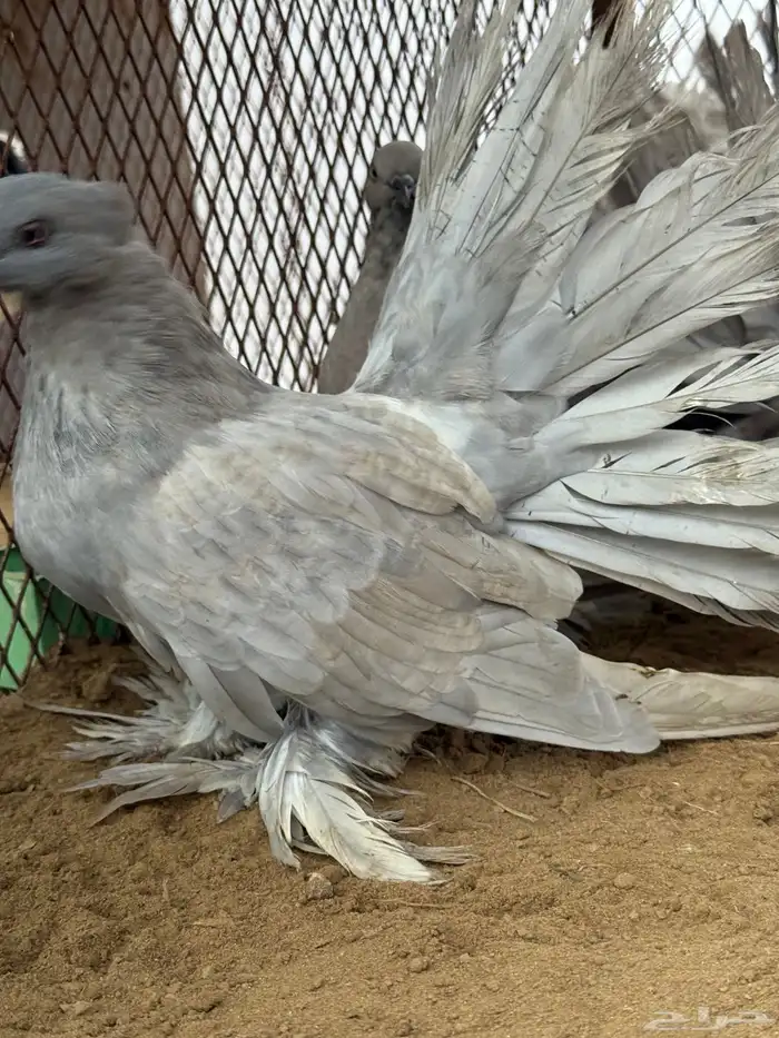 مجموعة رقاص أمريكي استاندر 7