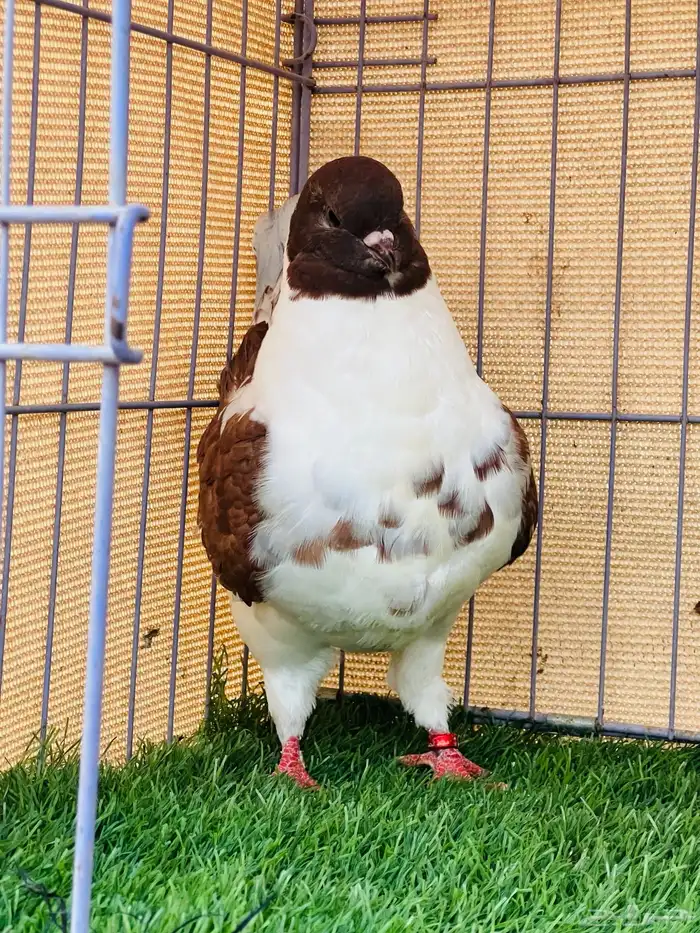 مودينا 7