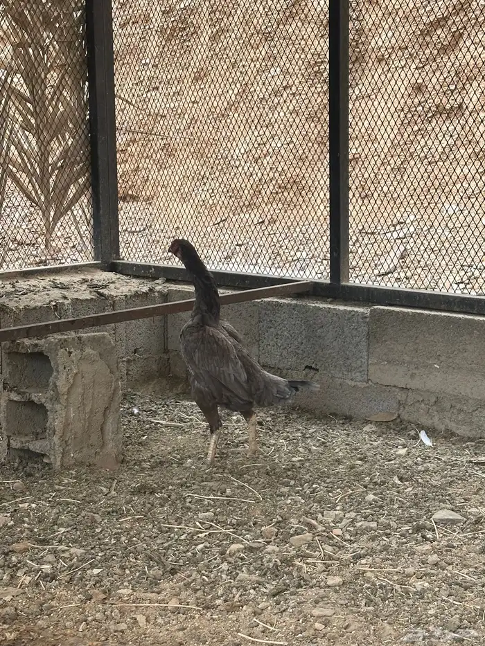 دجاجة باكستانية سنديه 4