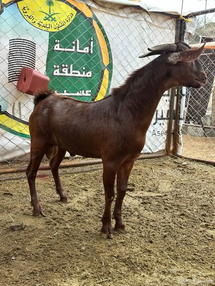 مشاريع فحول للبيع 1