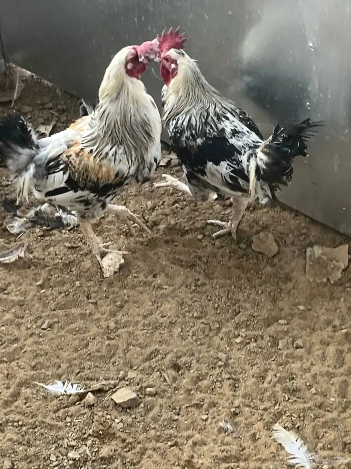 ديكه فرنسيه 5