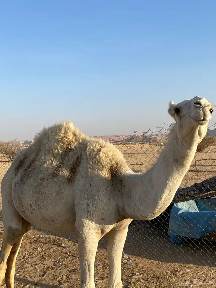 بكره عمرها سنه ونص 2