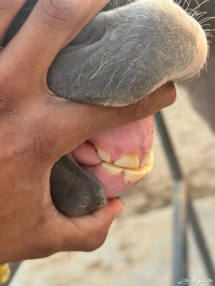 مهره شعبيه 3
