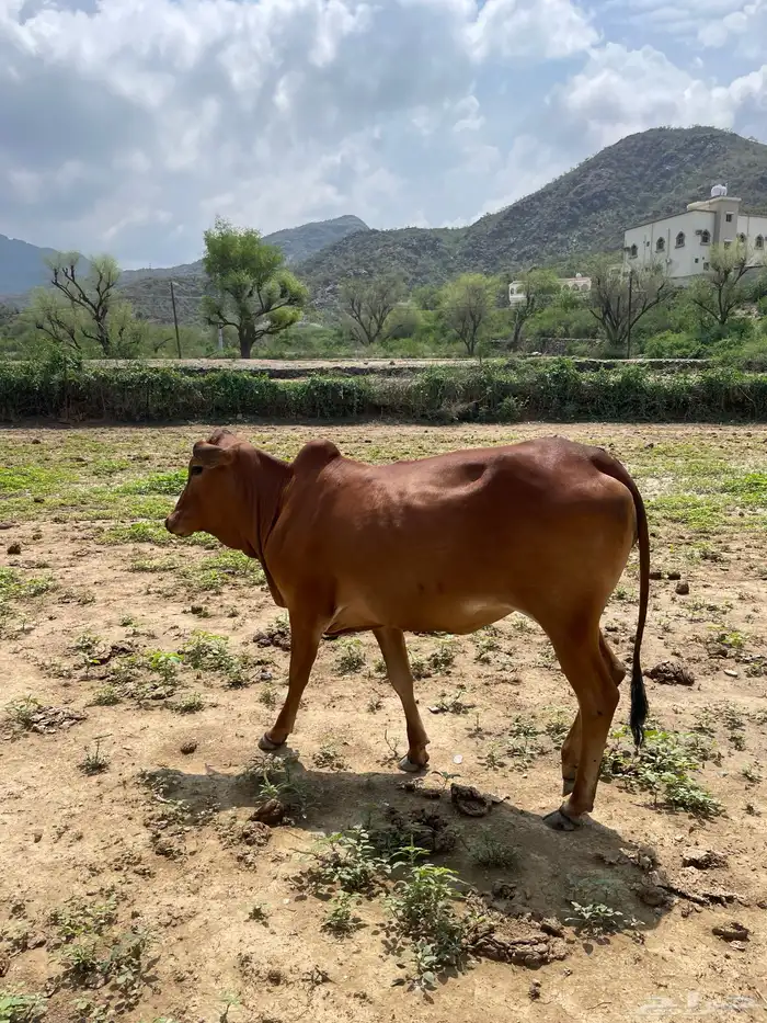 خبيش بقر 5