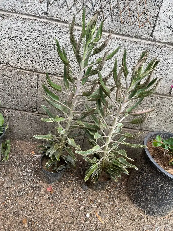 تصفيه على مجموعة اشجار 3