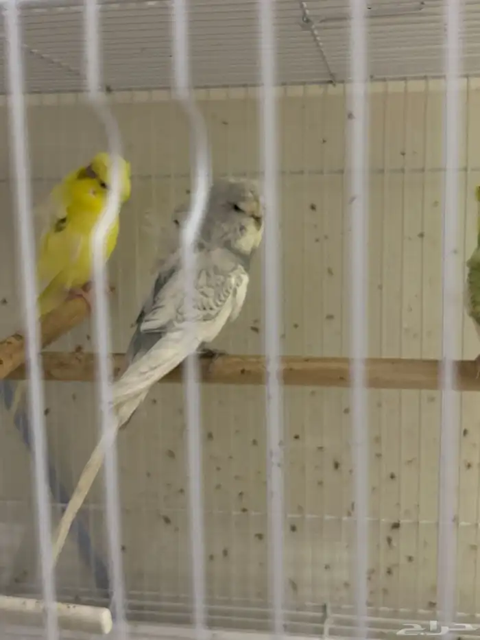 هوقو ذكور بالغه جاهزه الانتاج 1